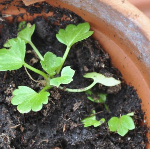 tiny geranium sprouts