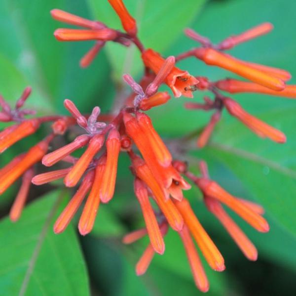 hummingbirdplant1-001